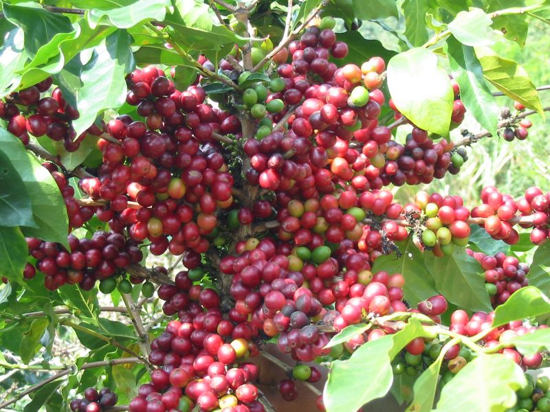 Bản tin thị trường ngày 11/6/2020