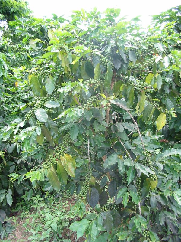 Giá cà phê sụt sùi, nông dân vẫn sống khỏe nhờ sản xuất theo liên kết