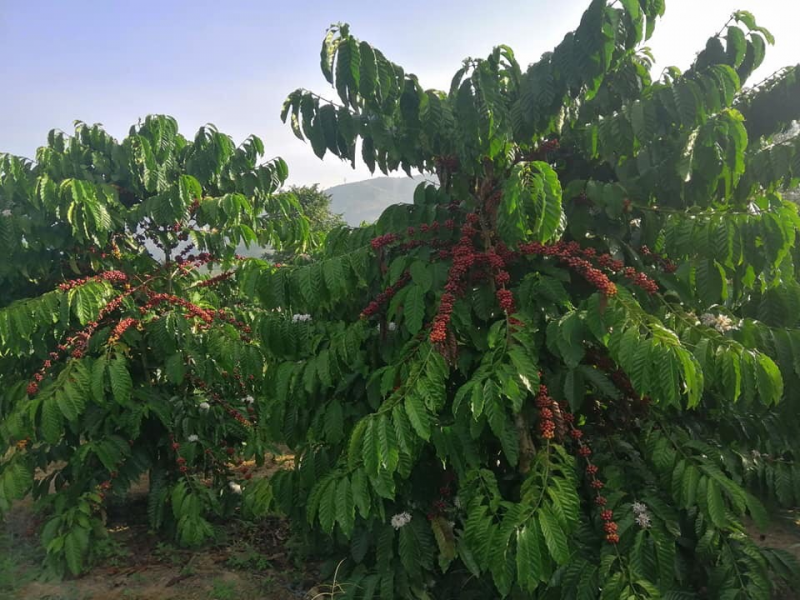 Thuốc trừ cỏ Glyphosate sẽ chính thức bị cấm từ 1/7/2021