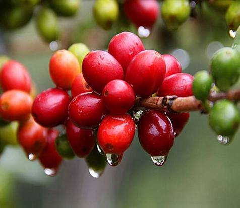 BẢN TIN THỊ TRƯỜNG NGÀY 12/6/2021