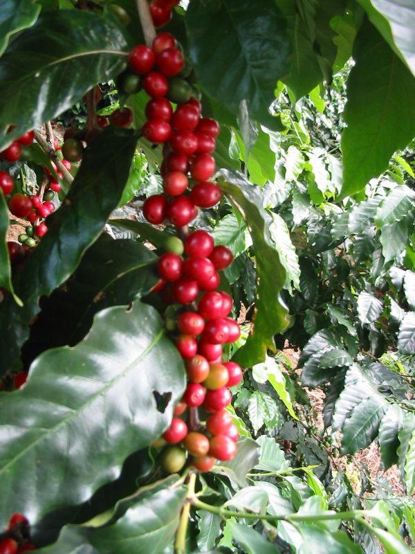 BẢN TIN THỊ TRƯỜNG NGÀY 23/12/2021