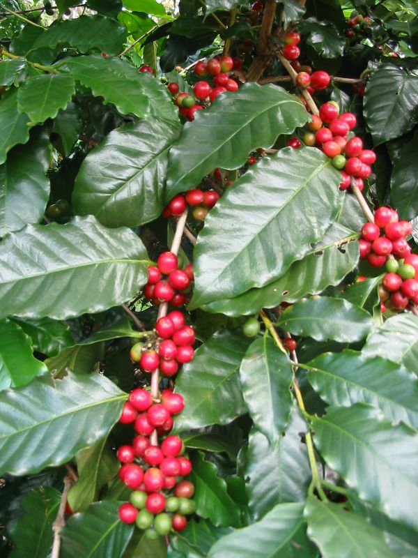 BẢN TIN THỊ TRƯỜNG NGÀY 20/01/2022