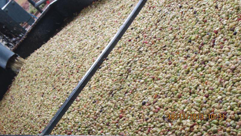 Giá Cà Phê Nội Địa Sáng Ngày 10 Tháng 02 Năm 2022