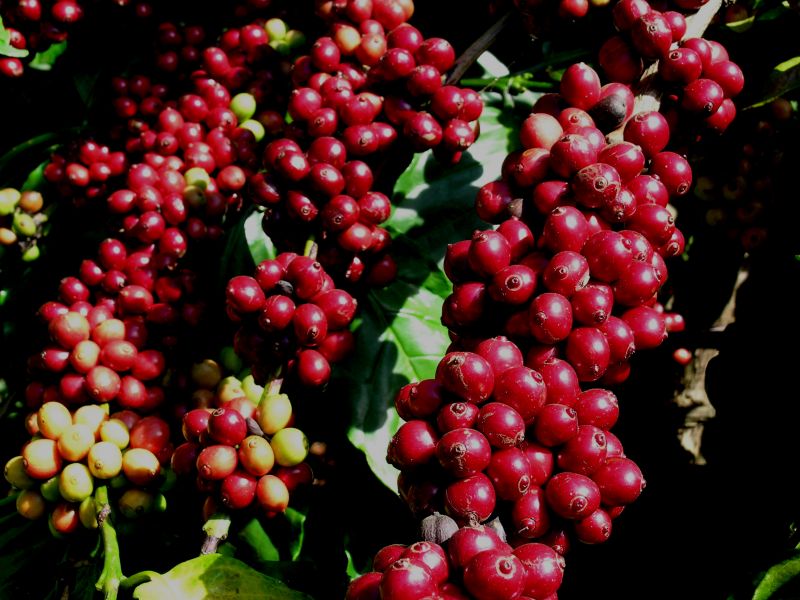 Giá cà phê hôm nay 17/2: Tiếp tục tăng, Robusta gần mốc 2.300 USD/tấn