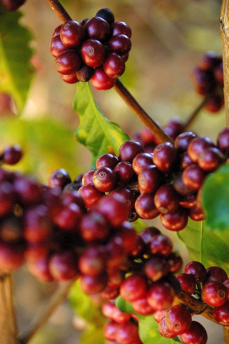 Giá cà phê hôm nay 22/2: Đầu cơ rút vốn đẩy Robusta tiếp tục giảm