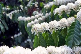 Giá cà phê hôm nay 23/2: Robusta bất ngờ tăng mạnh, vượt mốc 2.300 USD/tấn