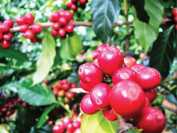 Tình hình xuất khẩu cà phê tháng 12/2021 sang thị trường Hàn Quốc