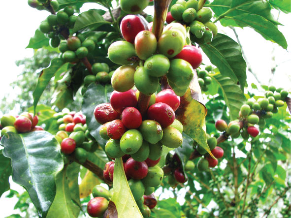 Tình hình xuất khẩu cà phê tháng 12/2021 sang thị trường ASEAN