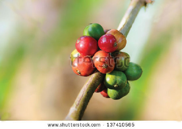 Tình hình xuất khẩu cà phê tháng 12/2021 sang thị trường EU