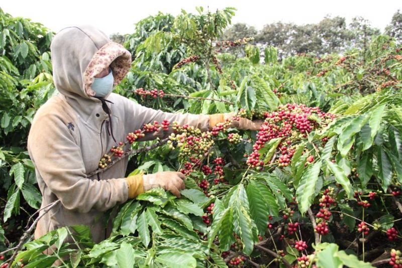 Giá cà phê hôm nay 10/3: Robusta tiếp tục tăng, trong nước đạt 41.000 đồng/kg
