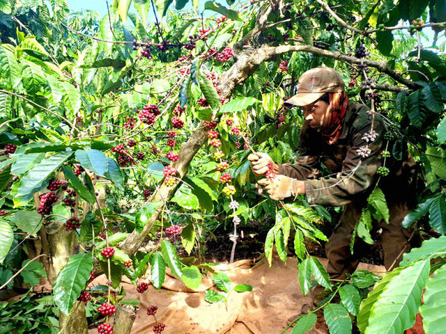 Tin cà phê ngày 04/4/2022: Tình hình xuất khẩu cà phê trong tháng 2 của toàn thế giới
