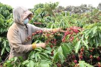 Giá cà phê hôm nay 14/4: Nông dân Brazil mạnh tay bán hàng đè giá Arabica