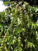 Giá cà phê hôm nay 11/5: Hai sàn tiếp đà đi xuống, giá arabica kỳ hạn giảm hơn 1%