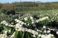 GIÁ CÀ PHÊ TRONG NƯỚC SÁNG NGÀY 30/4/2022